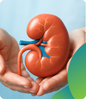 Kidney