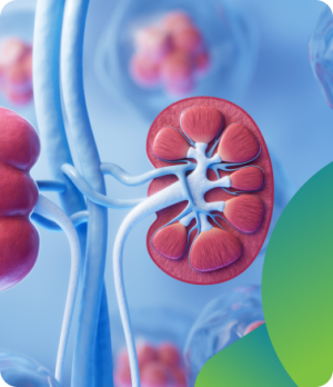 Kidney
